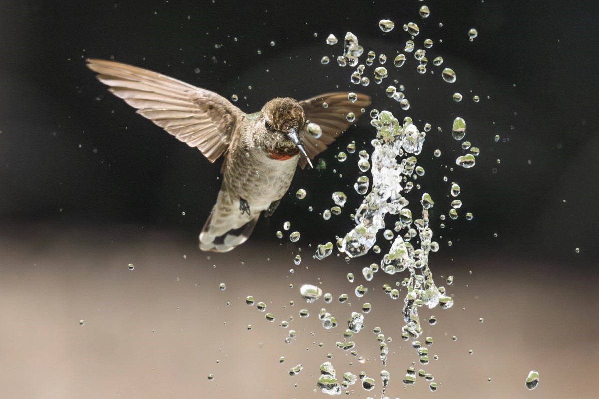 Canicule d’Août et détresse des oiseaux : ce geste les sauve… et valorise votre maison de 10 %