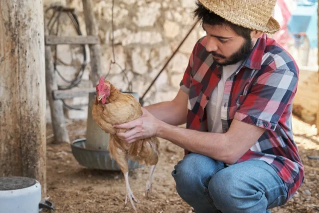 ces-locaux-adoptent-et-sauve-des-poules-ferme-éducative ces-locaux-adoptent-et-sauve-des-poules-ferme-éducative