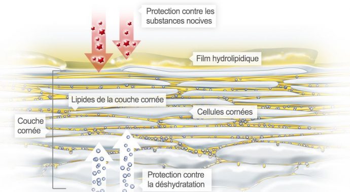 Film hydrolipidique : Barrière cutanée - kézako ? 3