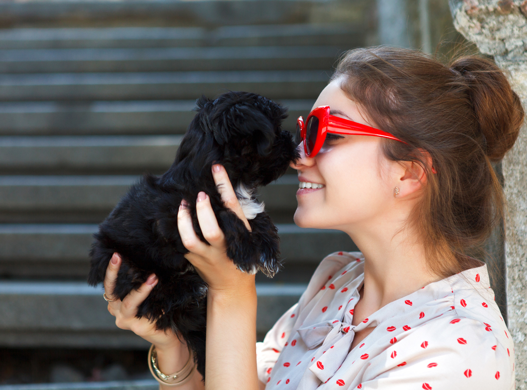 offrir un chien