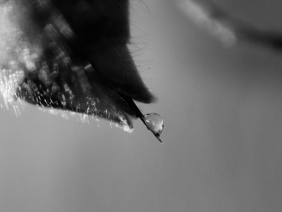 serum venin abeille