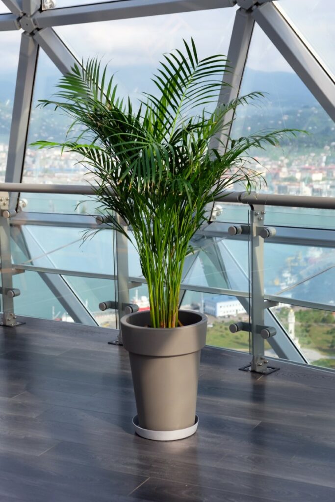 Comment bien cultiver le phoenix canariensis en pot