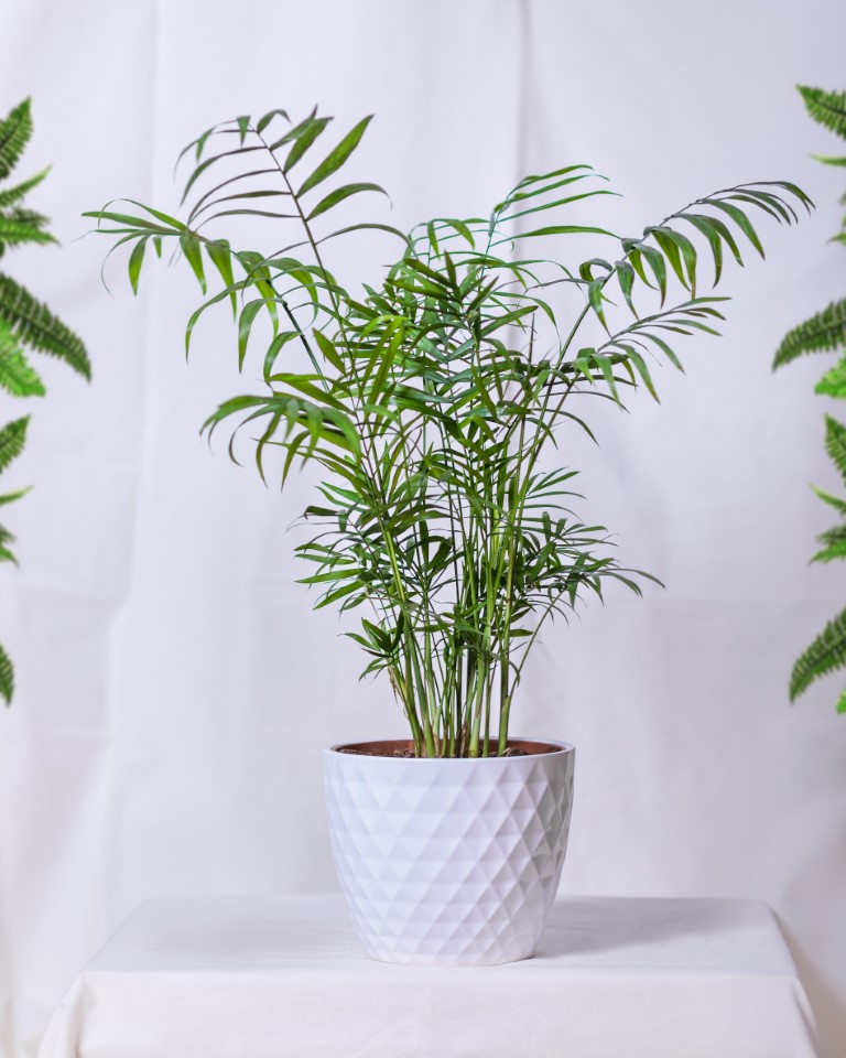 conditions idéales pour cultiver le phoenix canariensis en pot