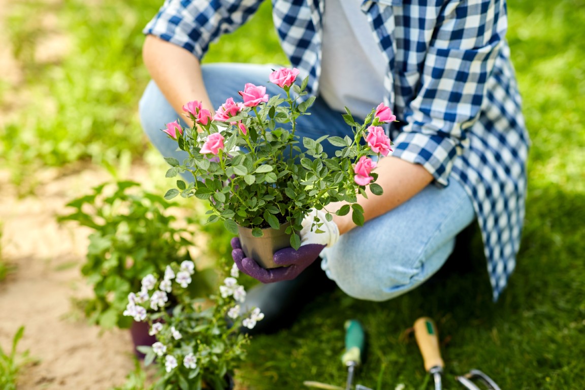 Bouturage du rosier qu’est-ce que c’est