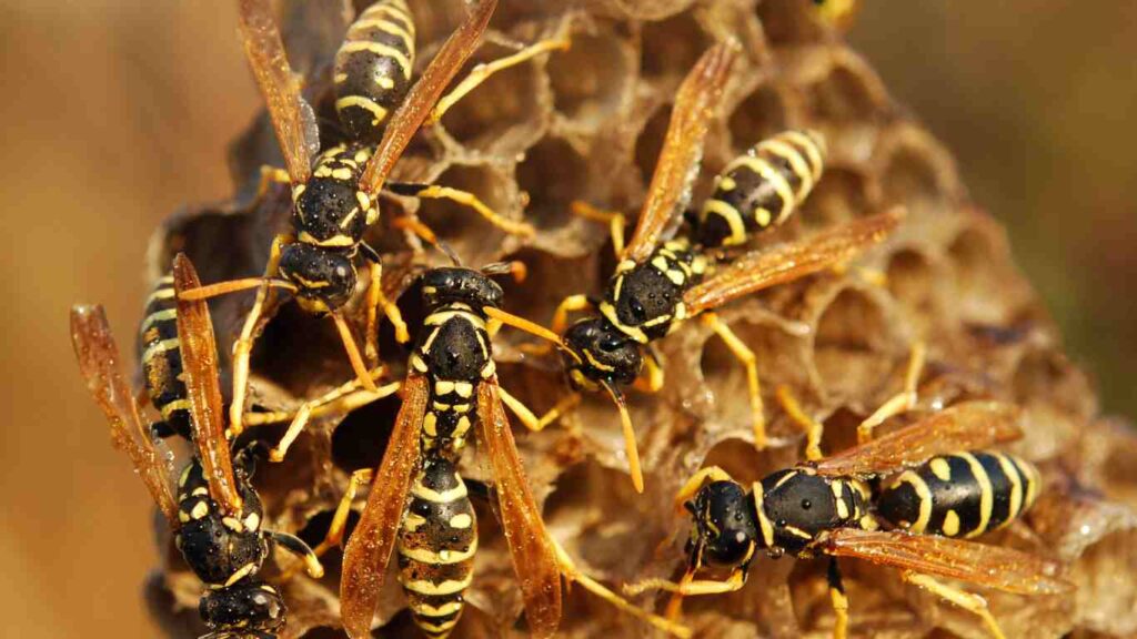How to prevent wasps and hornets from infesting your home
