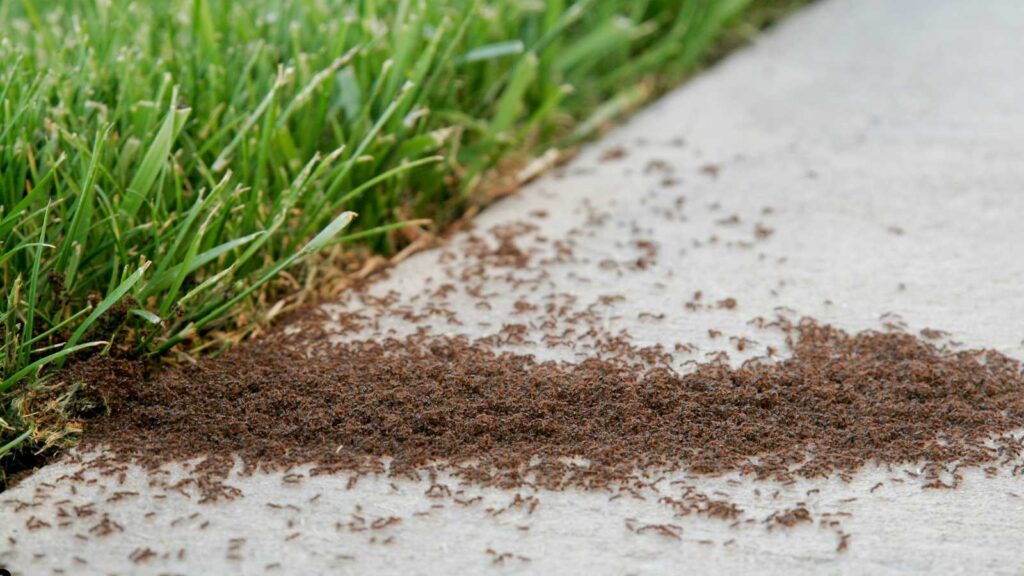 When Should You Start Preventive Pest Control