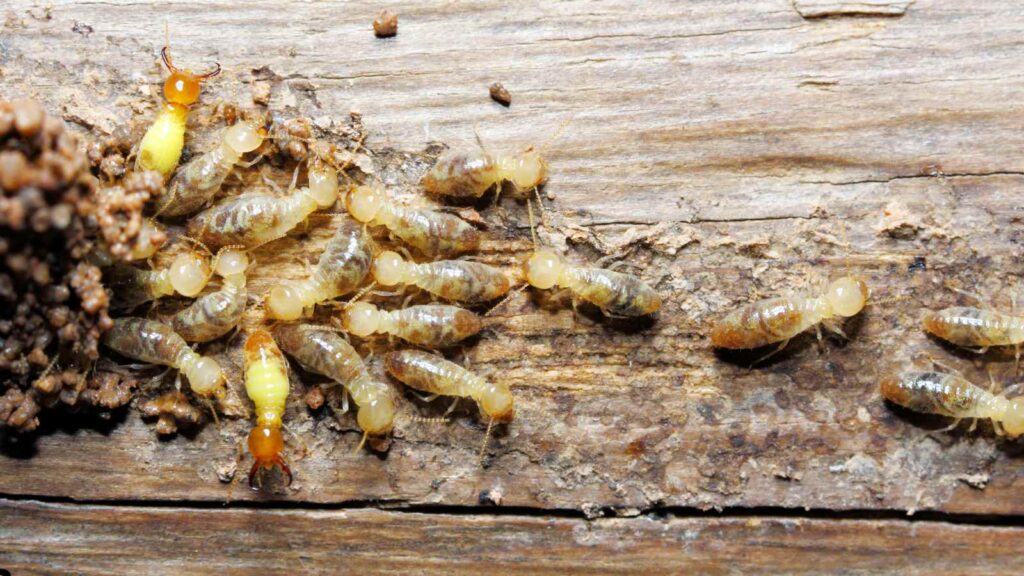 Inspecting Your Home for Termites