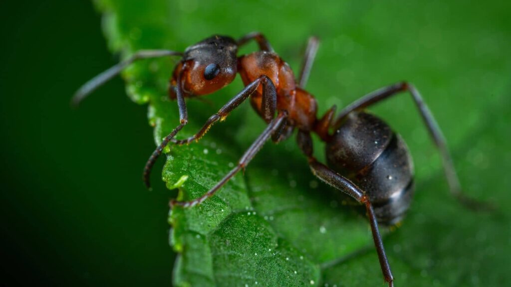 Signs of Carpenter Ant Damage in Your Fresno Home or Business