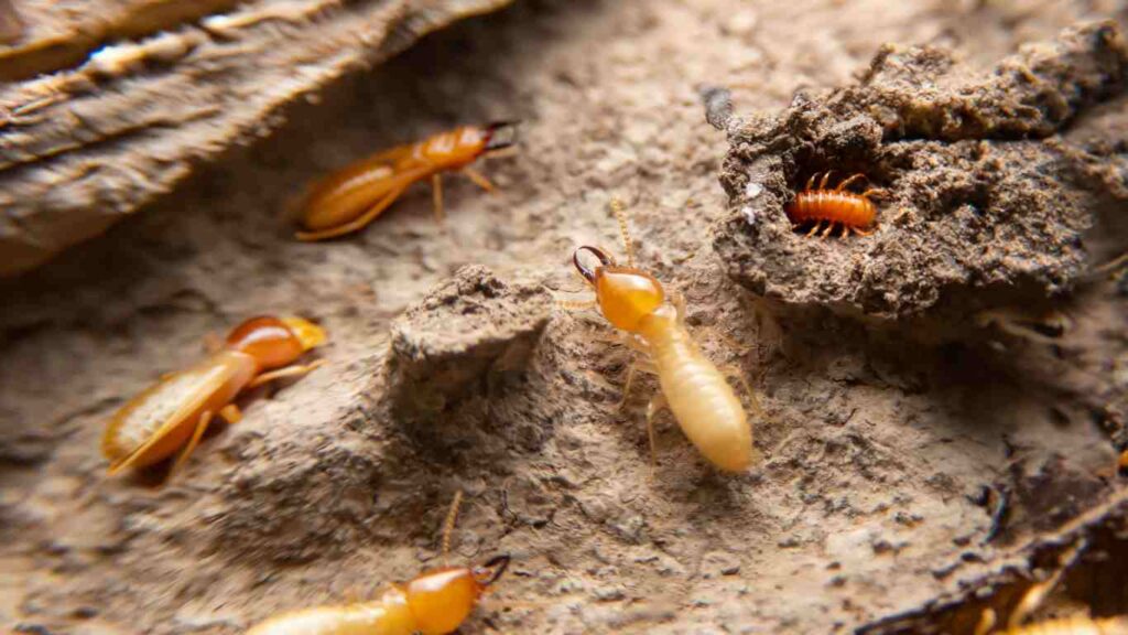 Termite Inspection: The Basics