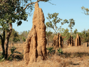 What Does A Termite Mound Look Like