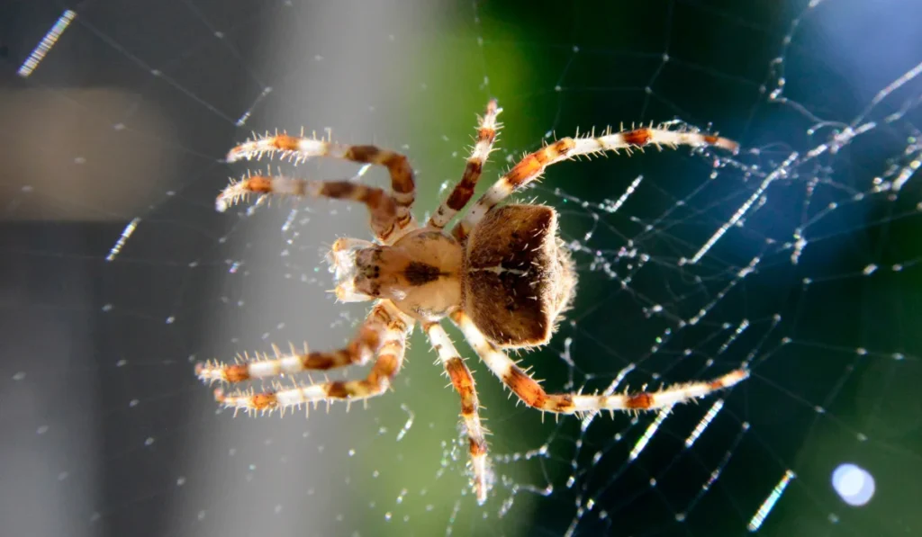 Orb Weaver Spider