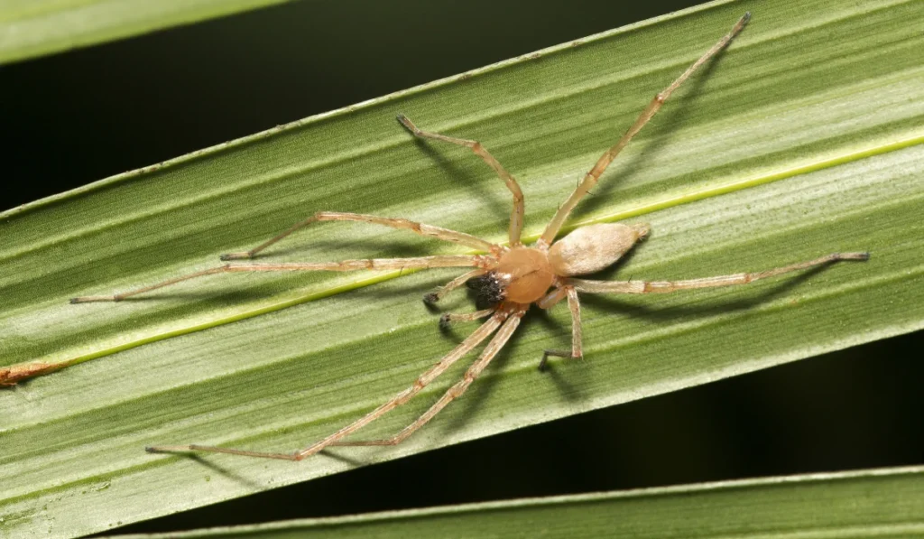 Yellow Sac Spider
