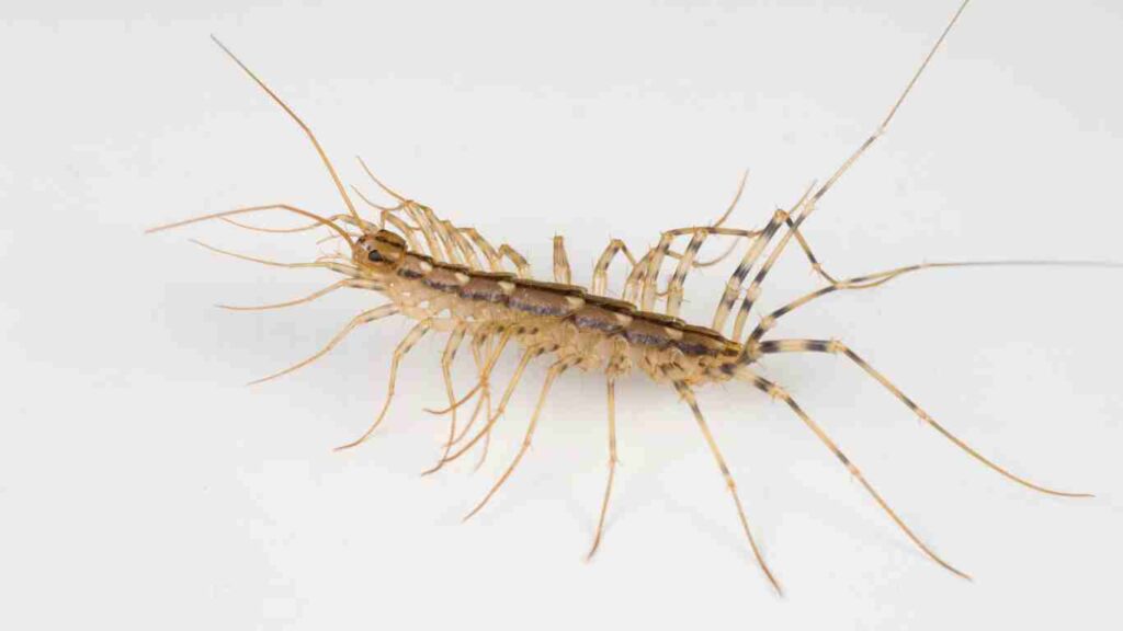 How to Avoid Getting House Centipedes in Your Home