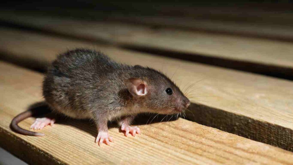 Preventative Maintenance to Keep Rodents Away from your Elk Grove home