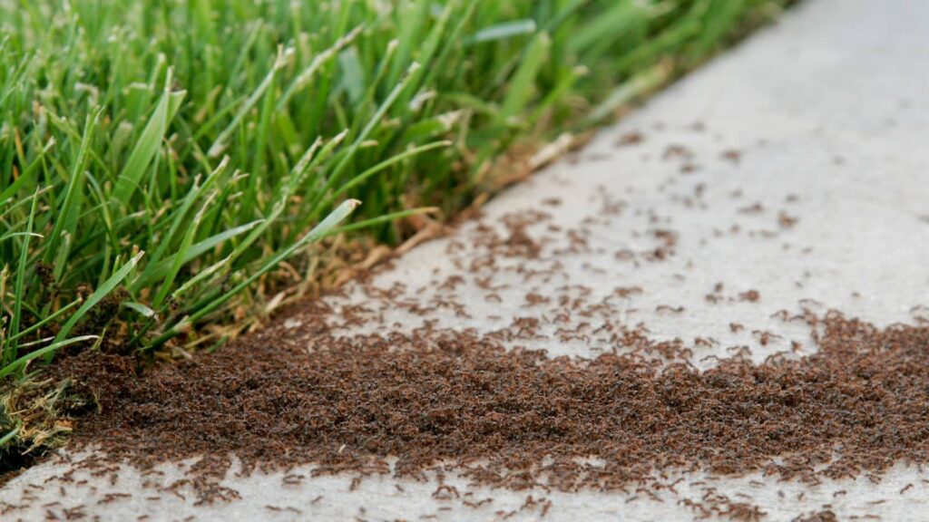 DIY Ant Prevention (And When to Call Us)