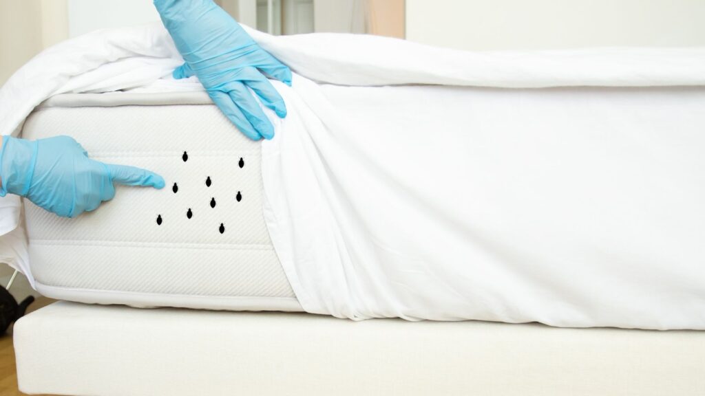Early Signs of Bed Bugs in a Mattress and what to do