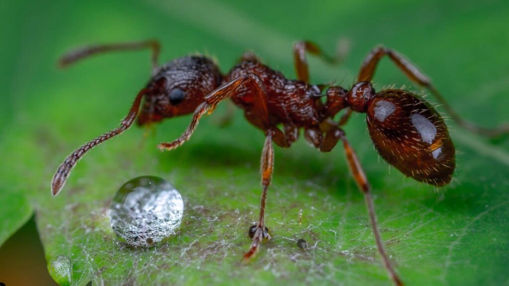 Most Common Ants in Fresno Homes and Yards