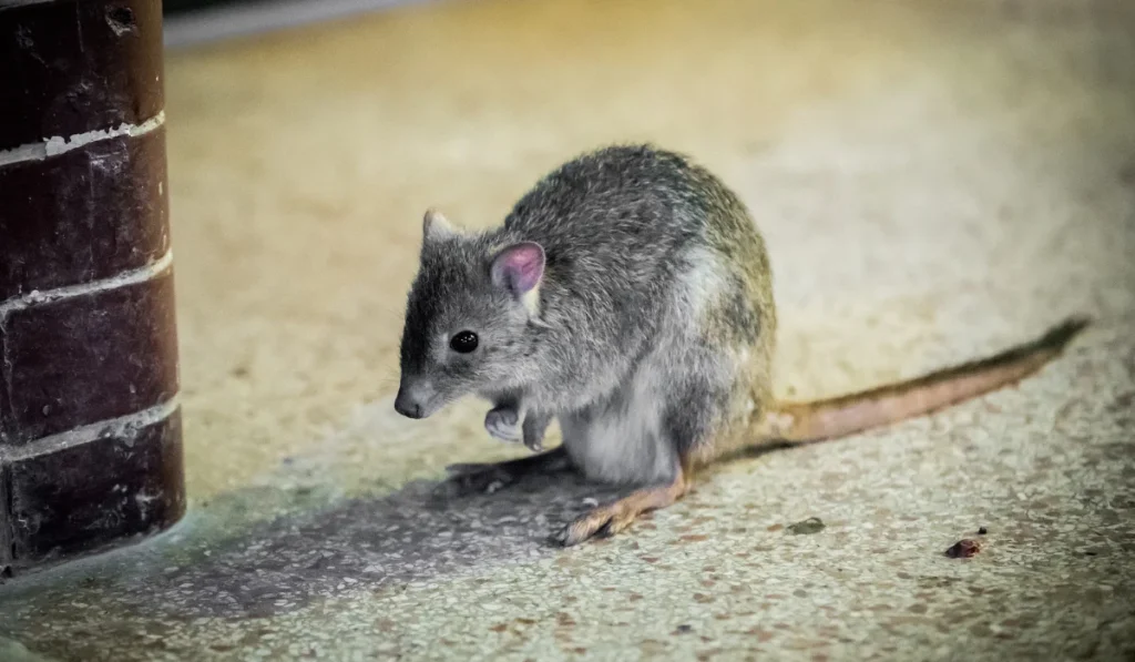 Fresno Kangaroo Rat