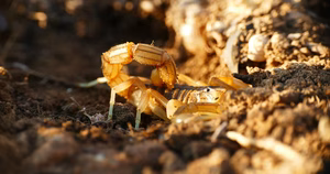 Scorpions in California: Signs, Risks, and Control — featured image
