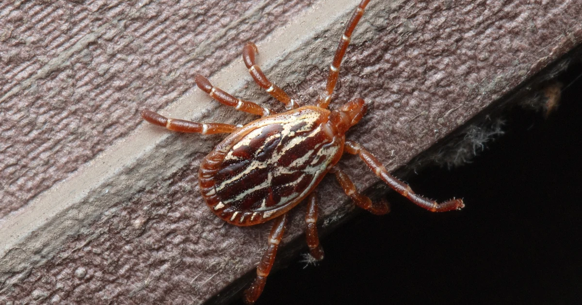 Ticks in California: Signs, Risks, and Control — featured image