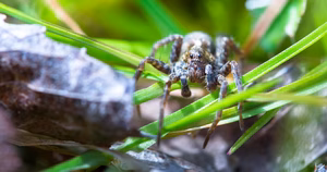 Spiders in Sacramento Ca: Signs, Risks, and Control — featured image