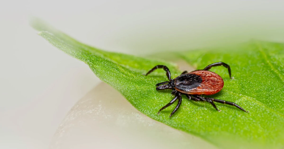 Types Of Ticks in California: Signs, Risks, and Control — featured image