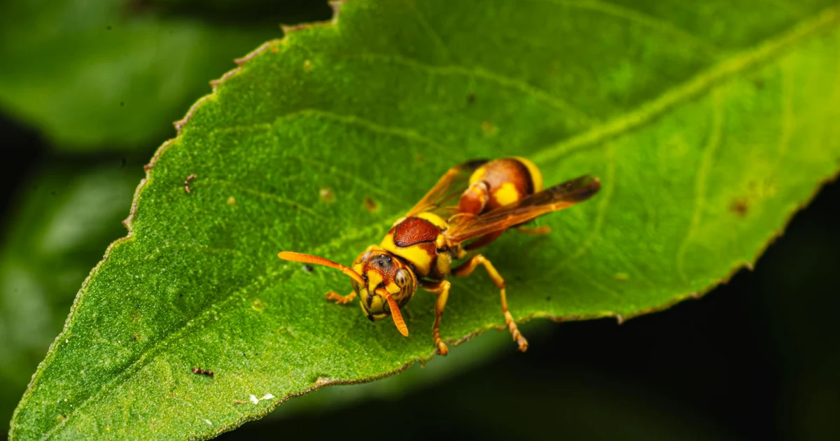 Types Of Wasps in California: Signs, Risks, and Control — featured image