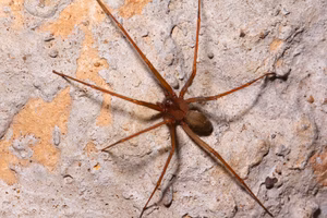 brown recluse spider california