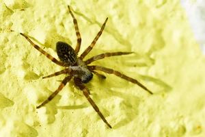 California spiders