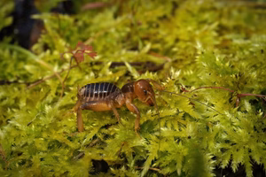 jerusalem cricket in california