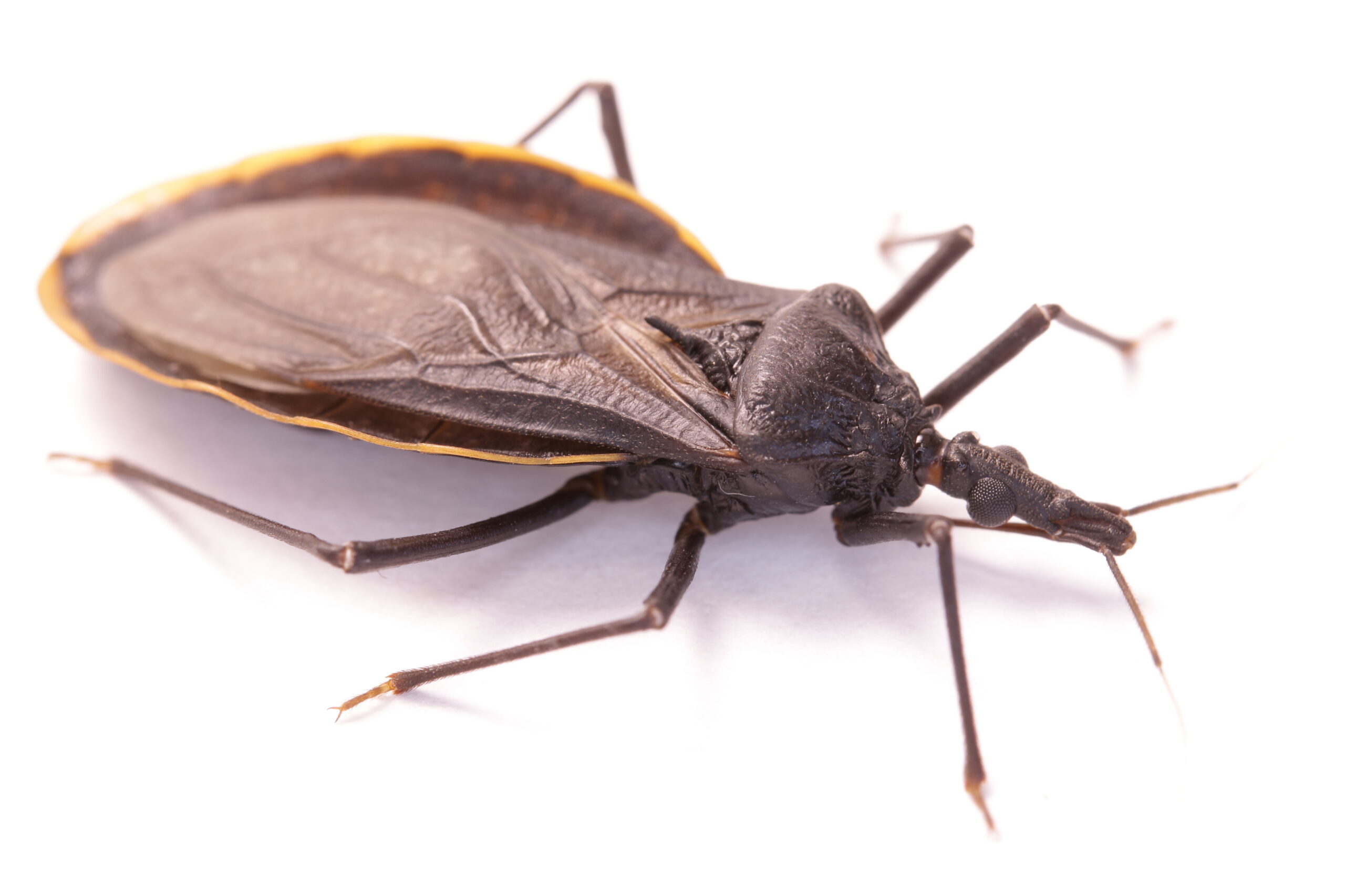 kissing bug in california