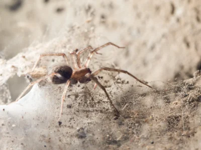 Brown spider on a dusty web in a basement corner on a concrete surface