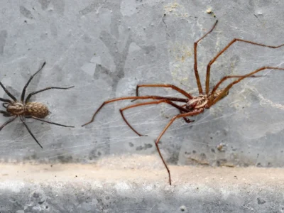 Two spiders on a concrete basement wall and webbing, one small dark and one larger brown with long legs