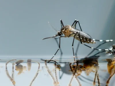 Adult mosquito perched on a water surface with nearby mosquito larvae and pupae