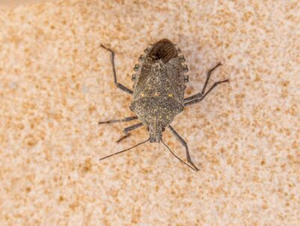 stink bug prevention tips