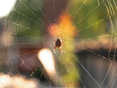 why are there so many spiders outside my house