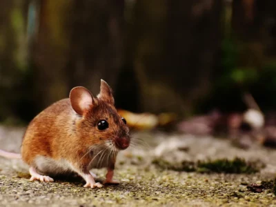 Small brown mouse with large eyes standing on concrete near moss with a blurred dark background
