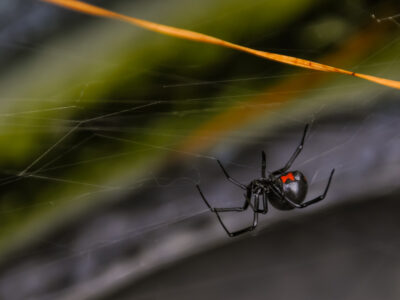 black widow in michigan