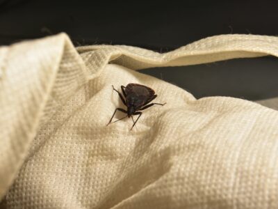 kissing bugs in michigan