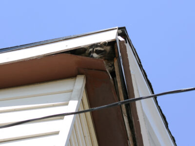 raccoon in the attic