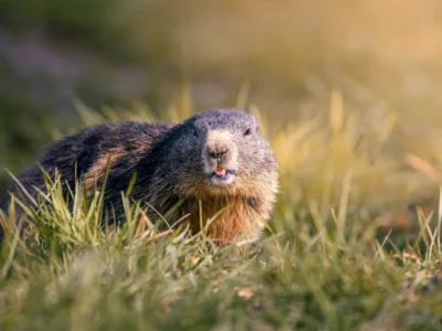 Groundhog sitting in a sunlit grassy field with its tongue visible