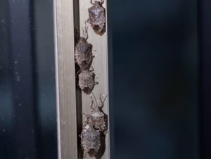 Close-up of a stink beetle