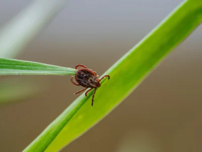 Tick clinging to a green blade of grass
