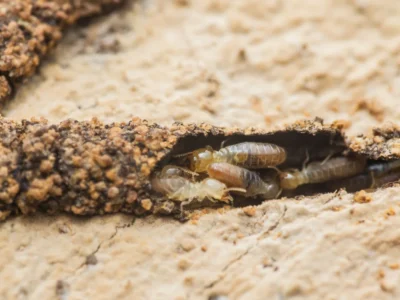 pale worker and soldier termites clustered inside a mud tube tunneling into wood