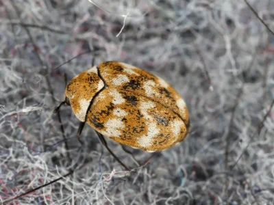 Varied carpet beetle with tan, brown, and white mottled shell on fibrous carpet fibers