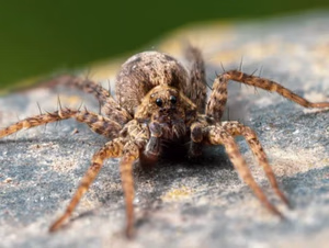Brown wolf spider with hairy legs and prominent eyes on a rough surface facing the camera