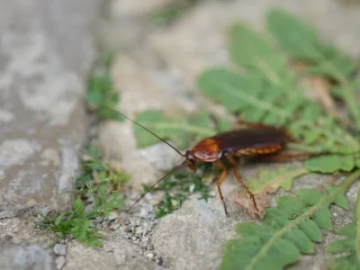 Close-up of a cockroach on a stone pavement with green grass. Focus on the insect, with a blurred background creating contrast between nature and the texture of the stones.
