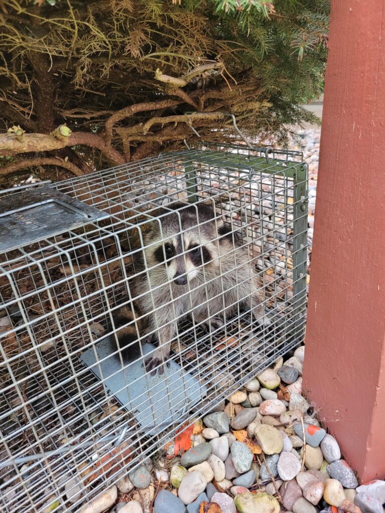 A raccoon in a cage, representing one of our pest control services.