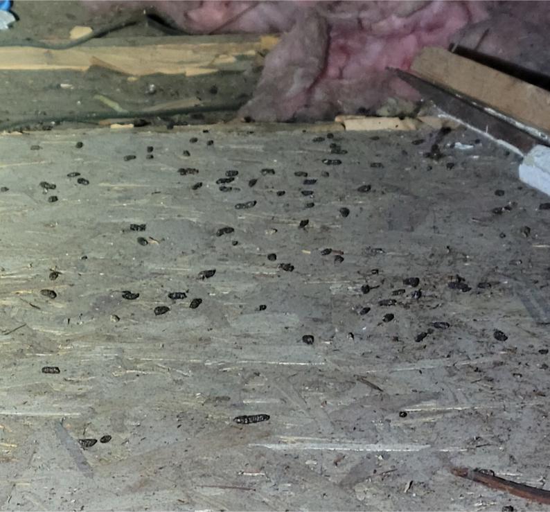 Multiple rodent droppings scattered on attic floorboards, representing one of our pest control services.