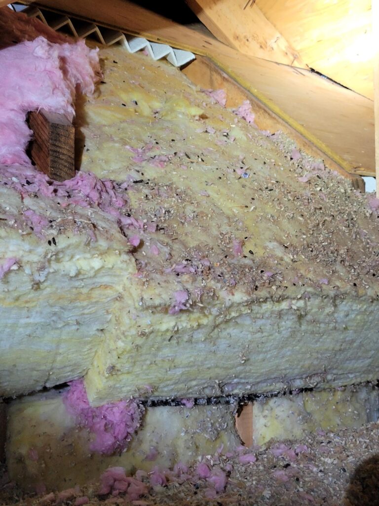 Rodent droppings in attic insulation, representing our wildlife control services.